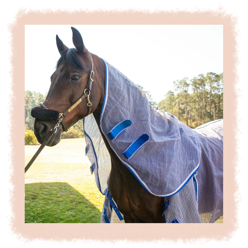 Fall/Winter Coat Care Tips for Healthy Horses Learn More! Carter